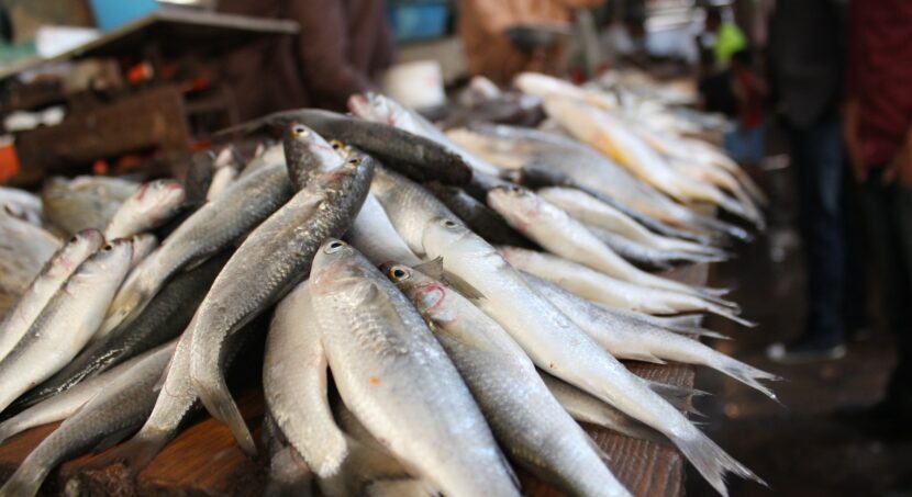 Fishery products to illustrate AfCFTA fishery origin rules adoption
